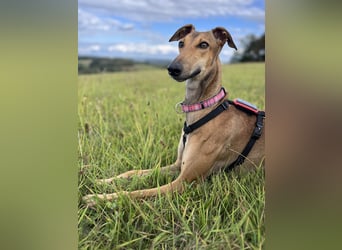 Traumhund Sally sucht ein Zuhause