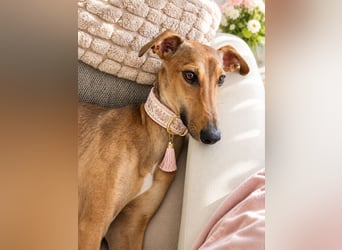 Windhund Sally sucht ein Zuhause