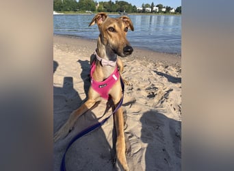 Traumhund Sally sucht ein Zuhause