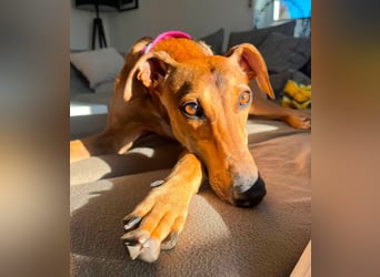 Traumhund Sally sucht ein Zuhause
