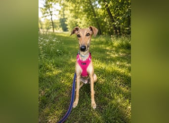 Windhund Sally sucht ein Zuhause