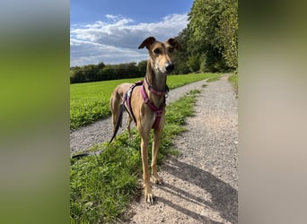 Traumhund Sally sucht ein Zuhause