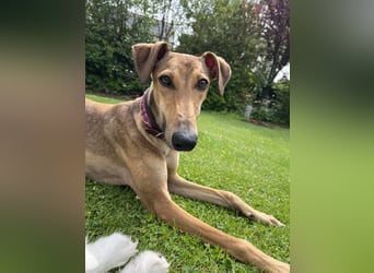 Traumhund Sally sucht ein Zuhause