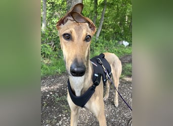 Traumhund Sally sucht ein Zuhause