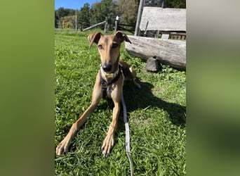 Traumhund Sally sucht ein Zuhause