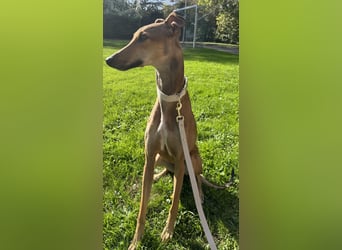 Traumhund Sally sucht ein Zuhause