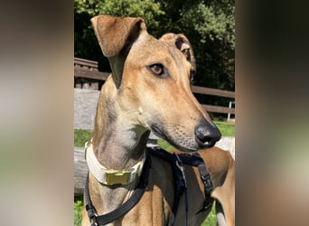 Traumhund Sally sucht ein Zuhause