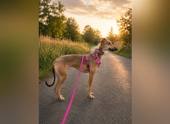 Windhund Sally sucht ein Zuhause