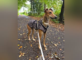 Traumhund Sally sucht ein Zuhause