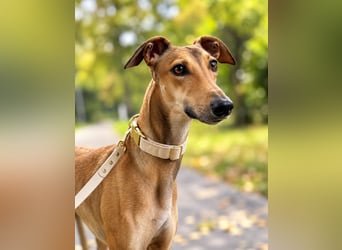 Traumhund Sally sucht ein Zuhause
