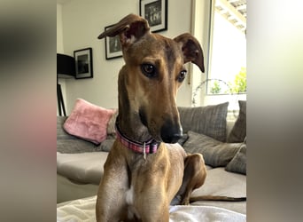Traumhund Sally sucht ein Zuhause