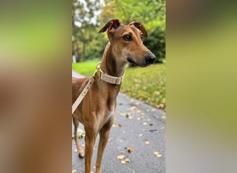 Traumhund Sally sucht ein Zuhause