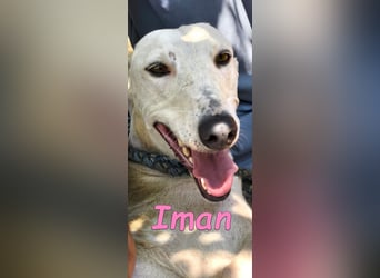 Iman geb. 09/2025 (RO) - Notfellchen sucht ihr Glück!