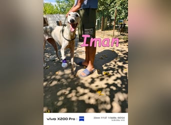 Iman geb. 09/2025 (RO) Freundliche Hündin sucht ihr Glück