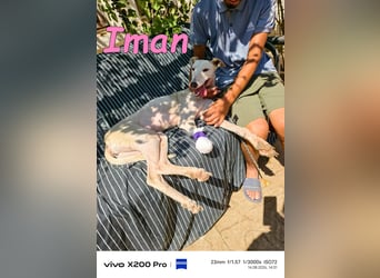 Iman geb. 09/2025 (RO) Freundliche Hündin sucht ihr Glück