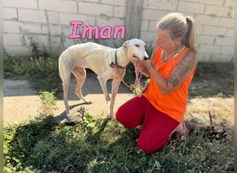 Iman geb. 09/2025 (RO) Freundliche Hündin sucht ihr Glück