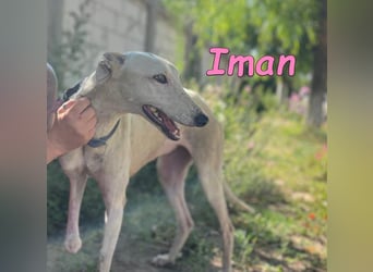 Iman geb. 09/2025 (RO) Freundliche Hündin sucht ihr Glück