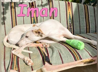 Iman geb. 09/2025 (RO) - Notfellchen sucht ihr Glück!