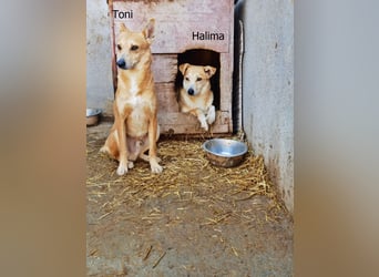 Toni, etwas schüchtern, liebevoll