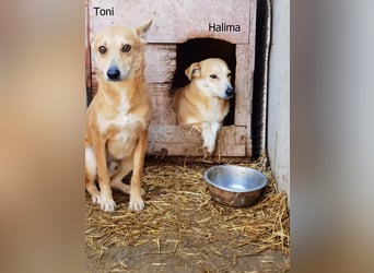 Halima, ängstlich aber lieb