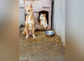 Halima, ängstlich aber lieb
