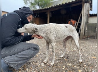 SOLITA sucht ein Zuhause SOLITA sucht ein Zuhause