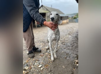 SOLITA sucht ein Zuhause SOLITA sucht ein Zuhause