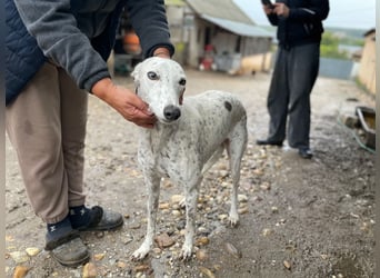 SOLITA sucht ein Zuhause SOLITA sucht ein Zuhause