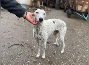 SOLITA sucht ein Zuhause SOLITA sucht ein Zuhause