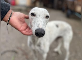 SOLITA sucht ein Zuhause SOLITA sucht ein Zuhause