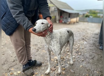 SOLITA sucht ein Zuhause SOLITA sucht ein Zuhause