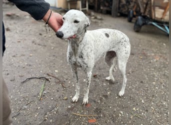 SOLITA sucht ein Zuhause SOLITA sucht ein Zuhause