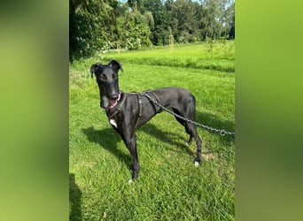 Smartie sucht ein liebevolles Zuhause