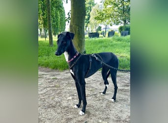 Smartie sucht ein liebevolles Zuhause