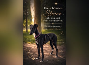 Smartie sucht ein liebevolles Zuhause