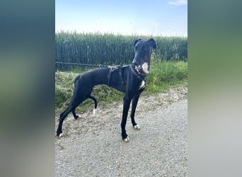 Smartie sucht ein liebevolles Zuhause