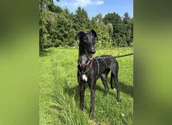 Smartie sucht ein liebevolles Zuhause