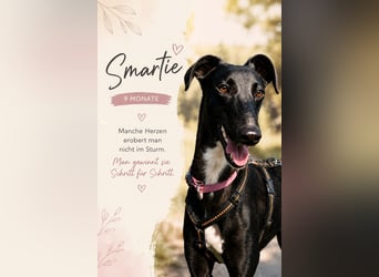 Smartie sucht ein liebevolles Zuhause