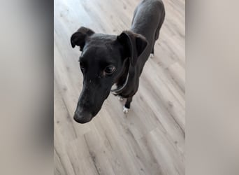 Smartie sucht ein liebevolles Zuhause