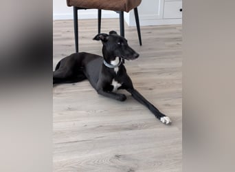 Smartie sucht ein liebevolles Zuhause