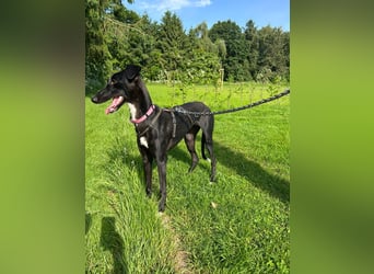 Smartie sucht ein liebevolles Zuhause