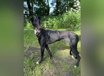 Smartie sucht ein liebevolles Zuhause