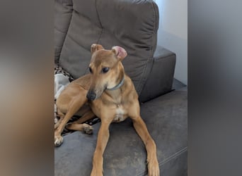 Sally sucht ein liebevolles Zuhause