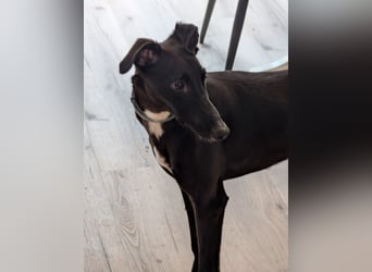 Smartie sucht ein liebevolles Zuhause