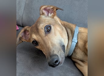 Sally sucht ein liebevolles Zuhause