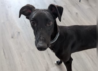 Smartie sucht ein liebevolles Zuhause