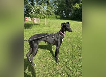 Smartie sucht ein liebevolles Zuhause