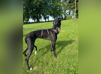 Smartie sucht ein liebevolles Zuhause