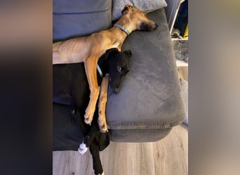 Sally sucht ein liebevolles Zuhause