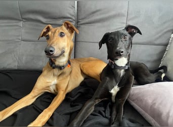 Sally sucht ein liebevolles Zuhause